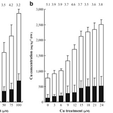 Image result for Haumaniastrum