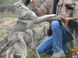 .german shepherd, silver sable german shepherd, fawn sable german shepherd, black and tan german shepherd, huge german shepherd dallas, german shepherd puppies austin, german shepherd for sale houston, german shepherd for sale in tx, german shepherds texas. German Shepherd Puppy For Sale German Shepherds Akc Silver Sable 10 Years Old
