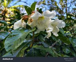 Image result for Beaumontia