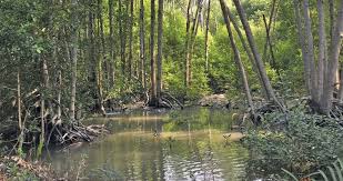 Very little however has been written on mangrove forests in this country. Kelestarian Paya Bakau
