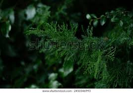 Image result for Juniperus procera