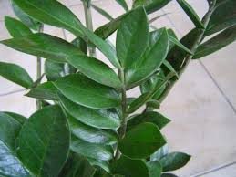 Zz Plant Leaf Propagation How To Root Zz Plant Cuttings Propagating Plants Plant Leaves Plant Cuttings