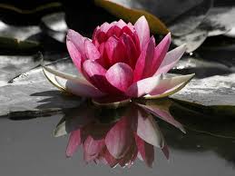 One point to note is cacti and succulents are from different plant families. Wallpaper Leaves Water Reflection Blossom Pink Lotus Flower Lily Flora Petal Botany Land Plant Flowering Plant Close Up Macro Photography Hedgehog Cactus Aquatic Plant Sacred Lotus Lotus Family Proteales 1600x1200