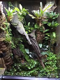 18x18x24 R Varadero Build Page 2 Reptile Terrarium Gecko Vivarium Vivarium