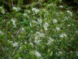 Image result for Pavetta revoluta