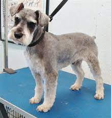 Pin On Miniature Schnauzer