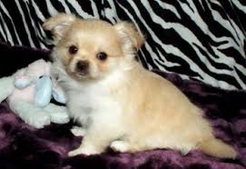 Check spelling or type a new query. Mi Ki Puppies For Sale Mi Ki Dog Breeders