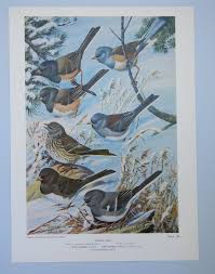 Vintage Birds Of Colorado Print Junco Vintage Wall Art Etsy Bird Prints Etsy Wall Art Vintage Birds