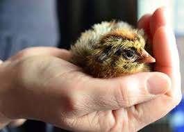 Comment Elever Des Poussins Temperature Soins Et Alimentation En 2020 Poussins Poule Animaux De Compagnie