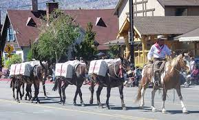 However, an equine that is not conditioned properly will not be able to efficiently carry as much weight as one who is. Mule Facts