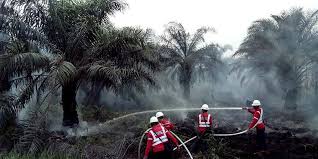 Kebakaran Hutan Dan Kebun Kelapa Sawit