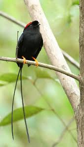 Exotic Birds With Long Tail Feathers Birds Of A Feather Beautiful Birds Colorful Birds Pet Birds