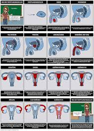 Reproduktion Storyboard Por De Examples
