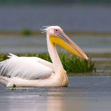 Pelicans hire d'antoni as coaching consultant. Pelican Facts Habitat Behavior Diet
