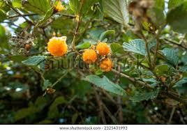 Image result for Rubus ellipticus