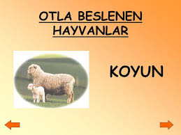 ders adi hayat bilgisi konu adi cevremizdeki canlilar hazirlayanlar ppt indir