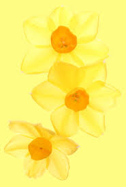 Narcissus Yellow Painting Yellow Aesthetic Shades Of Yellow
