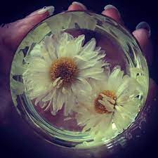 Ju Hua Chrysanthemum Chrysanthemum Morifolium Sage Garden Theory