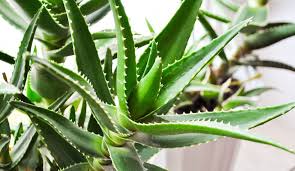 Aloe Vera Nedir Cilde Faydalari Nelerdir Aloe Vera Cilde Nasil Surulur Guzellik Haberleri Haber7