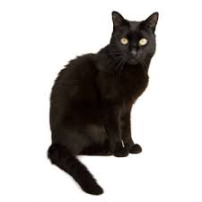 A stroke can happen to anyone at any time, but certain factors such as smoking, suffering from diabetes or high blood pressure will put you more at risk. Home Jonathan Wood Veterinary Surgeons