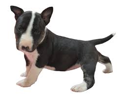 Finding the right english bull terrier puppy can be dog gone hard work. Bull Terrier Puppies Bullies Of Nc