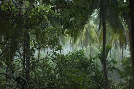 Tropical rainforests have distinct characteristics that support a wide variety of different species. The Tropical Rainforest Biome