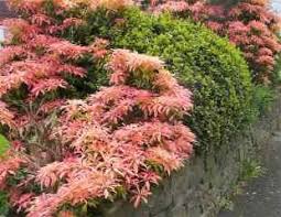 Jul 30, 2021 · water pieris japonica once per week during spring, summer and fall to prevent the soil from drying out completely. How To Grow Pieris