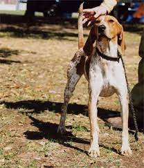 Pin On Red Tick Coonhound