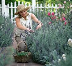 Their bright blossoms open just as most spring bulbs are finished and before the summer flowers begin. Cut Now Benefit Later Chop Stems Back In Late Spring For Remarkable Results Daily Mail Online