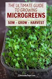 Growing Microgreens For An Indoor Garden A Step By Step Guide Microgreens Growing Sprouts Growing Microgreens