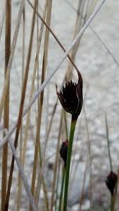 Image result for Thesium nigricans