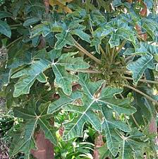 Image result for Vasconcellea pubescens