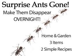Black Ant Sugar Ant Bites Pictures Homemade Ant Repellent Spray And Other Natural Solutions Get Rid Of Ants Ants Rid Of Ants