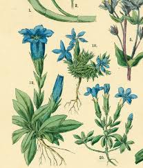 Image result for Gentianaceae