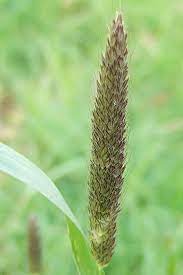 Meadow Foxtail Grass Seed Grass Seed Foxtail Grass Grass Species