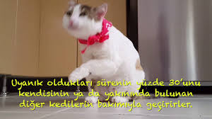 Kediler Hakkinda Ilginc Bilgiler 1 Youtube