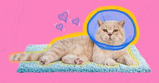 Spaying A Cat Aftercare And Recovery Tips Dodowell The Dodo