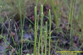 Image result for Lycopodiella caroliniana