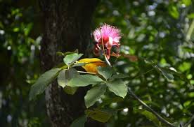 Bougainvillea, with its abundant purple bracts, grows rampantly throughout the country and seems to thrive best in the more arid areas. Beautiful Flower Dominican Republic Orchideenarten Flora Pflanzen