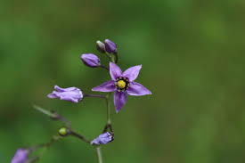 It bears an attractive two inch long purple edible fruit. Ohio Weedguide