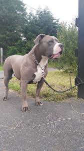 Xl American Bully Pitpedia