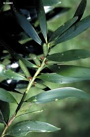 Image result for Agathis