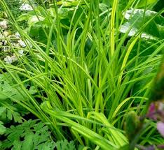 Image result for Carex mannii