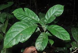 Image result for Maesobotrya