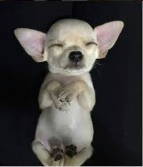 This is a cute name for a tiny dog. 155 Best Chihuahua Dog Names The Paws