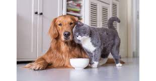 Tag #gohealthypaws to be featured. Healthy Paws Pet Insurance Reports End Of 2018 Statistics