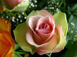 Flowers wallpapers hd full hd, hdtv, fhd, 1080p 1920x1080 sort wallpapers by: Free Download Flowers For Flower Lovers Flowers Wallpapers Hd Rose 1024x768 For Your Desktop Mobile Tablet Explore 76 Rose Flower Wallpapers Rose Flowers Wallpapers Free Download Roses Wallpapers For