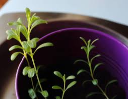 Use a light soil or a vermiculite blend. A Beginner S Guide To Growing Lavender Seeds Hello Homestead
