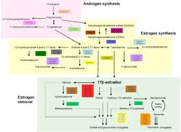 Subdivision Of The Estrogen Metabolic Pathway The 34 M Open I