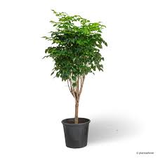 Image result for Radermachera